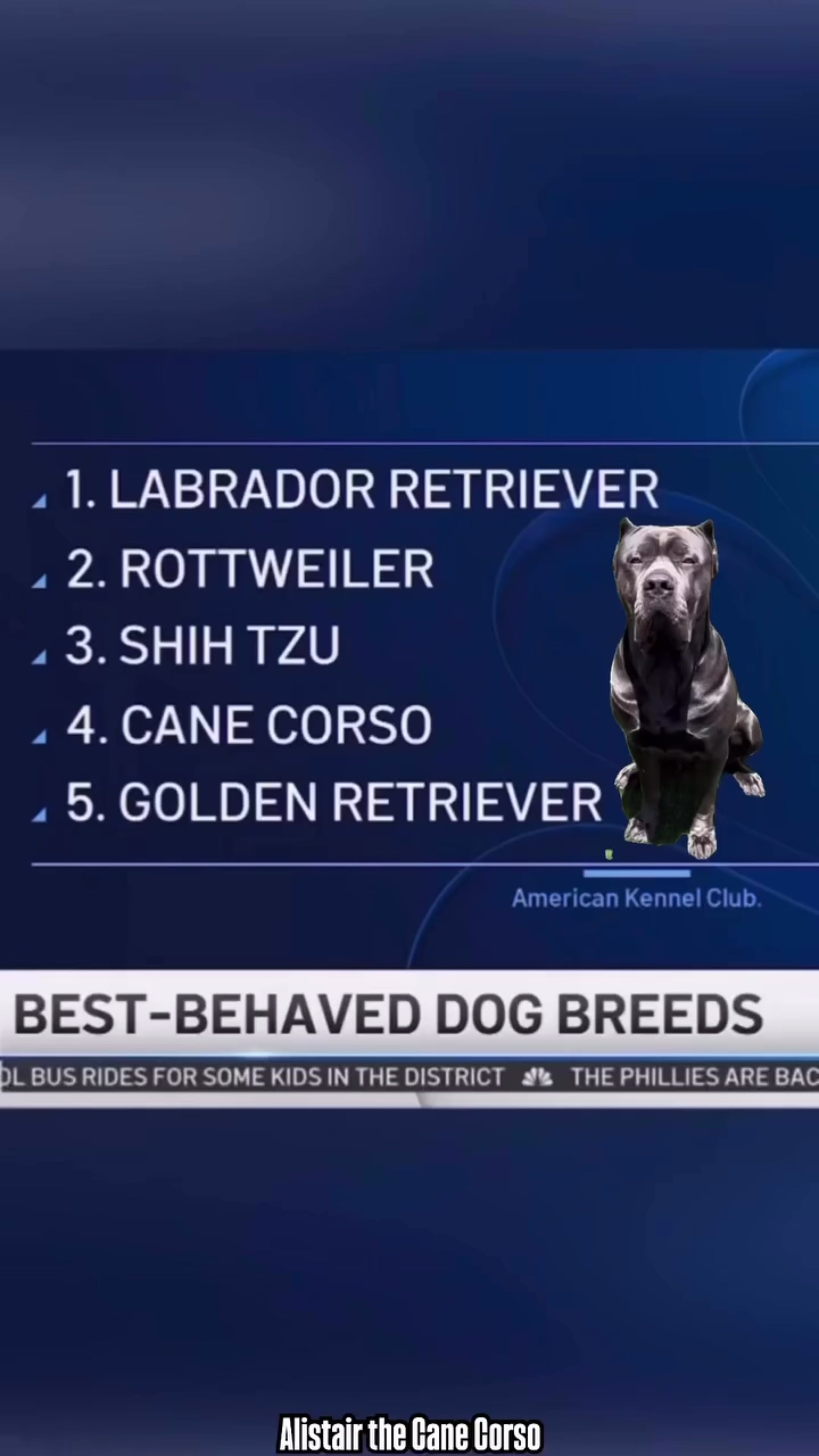 @Alistair the Cane Corso