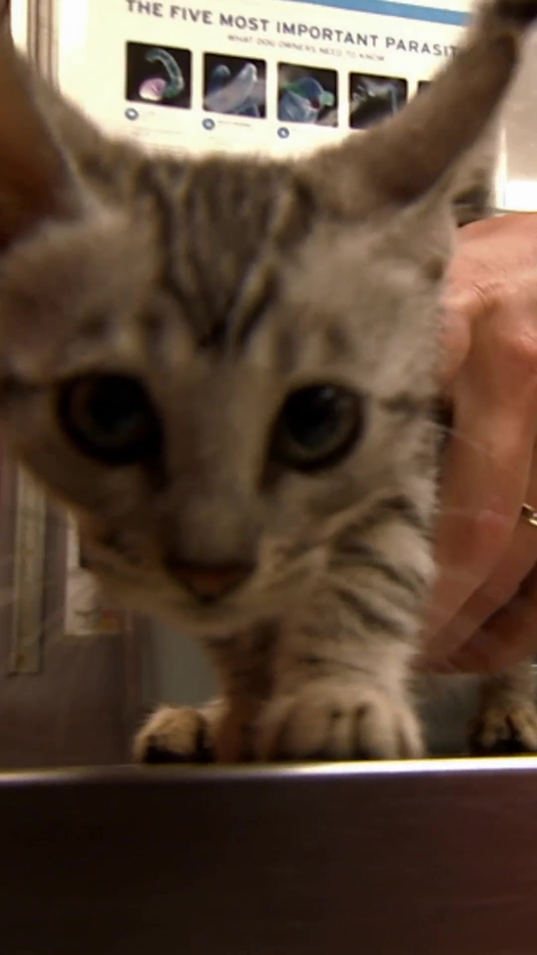 @Animal Planet