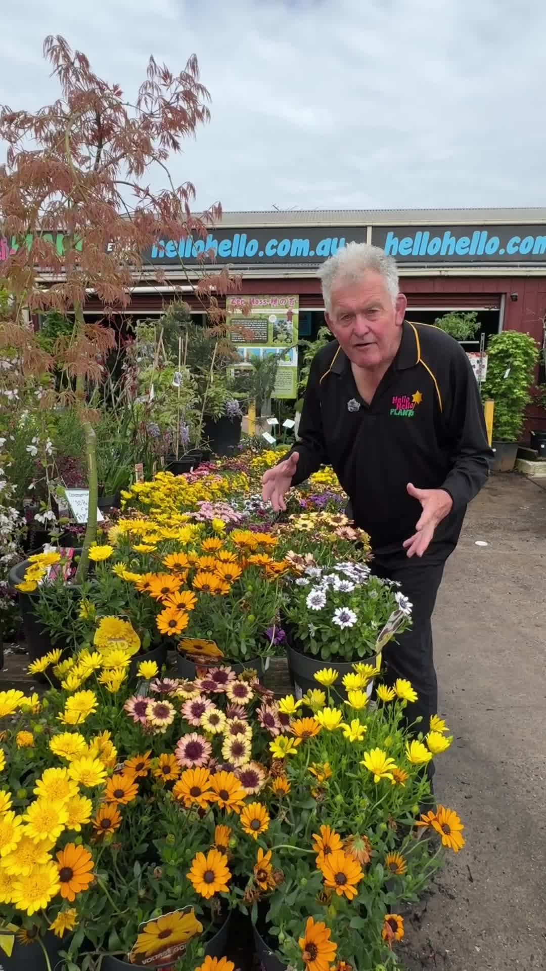 @Hello Hello Plants Nursery