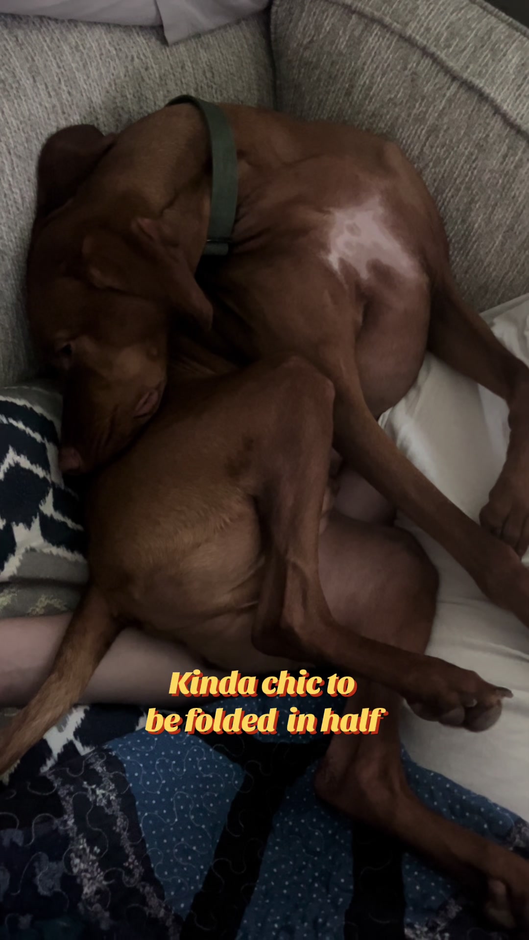@waylonthevizsla
