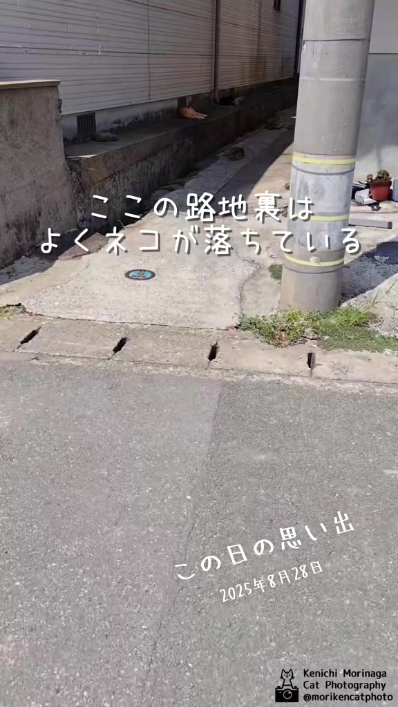 @猫写真家 森永健一