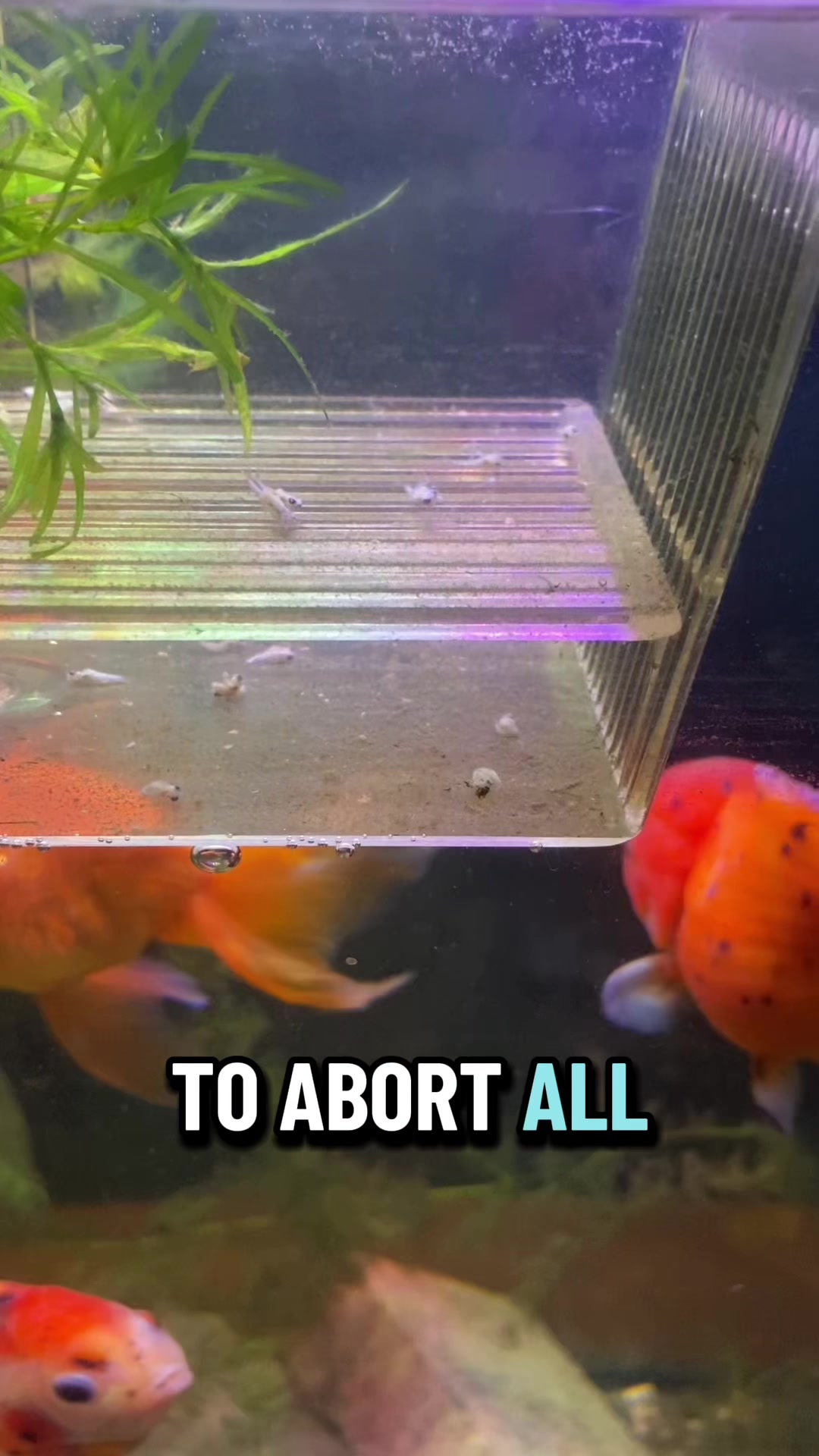 @FullmersFish