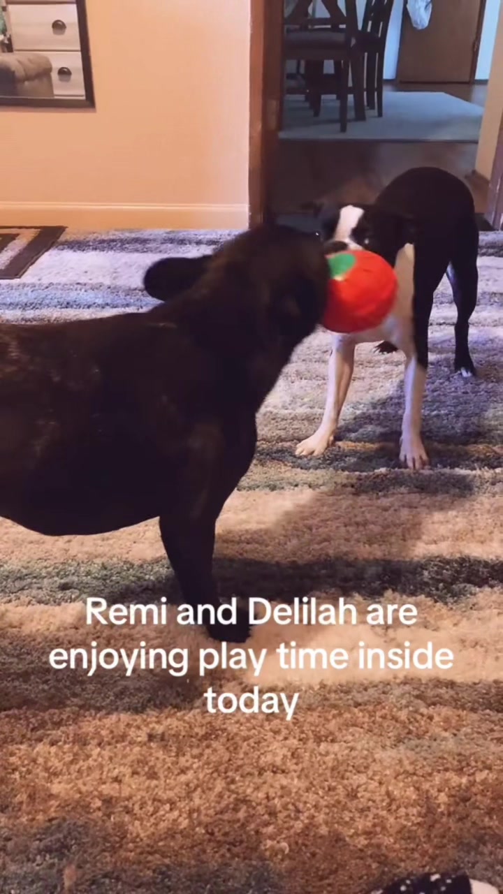 @Laurie’s-remi&delilah