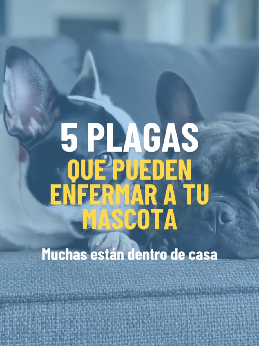 @Perrunos Veterinaria