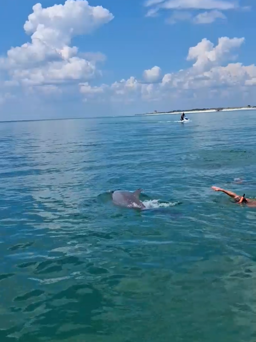@Shell Island Dolphin Tours LLC