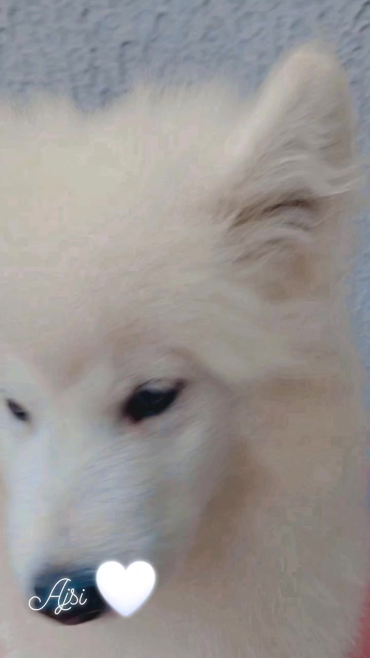 @Polar_ love_ Ice🐾