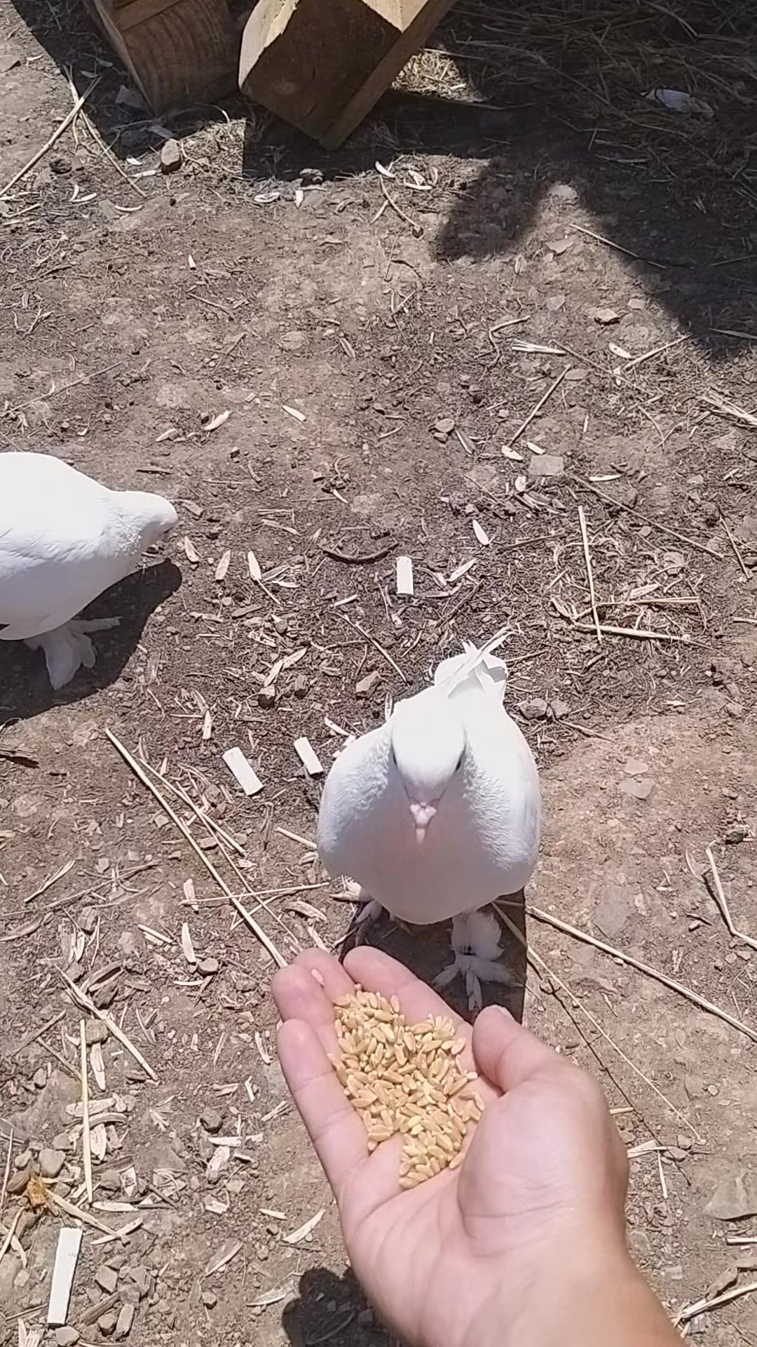 @Konyalı