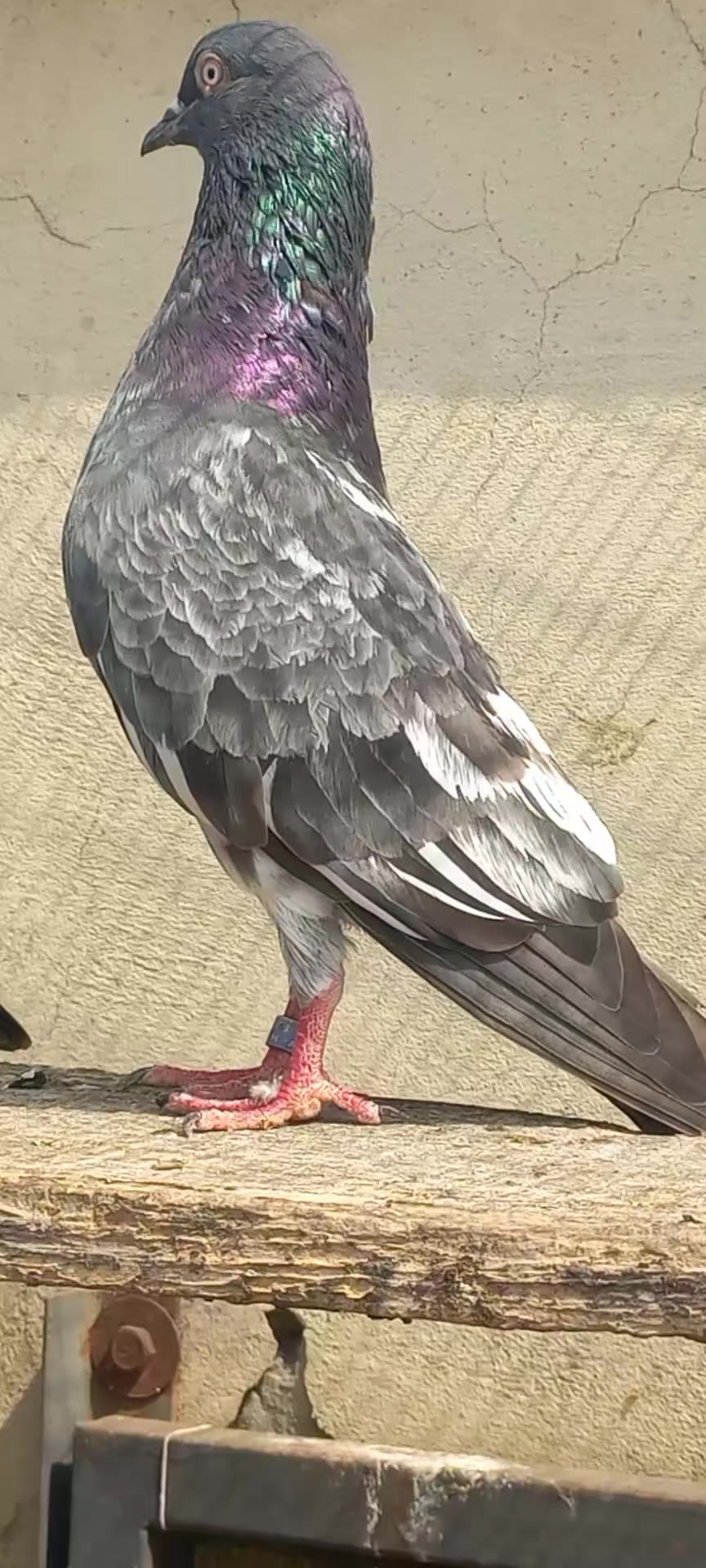 @Ranakasuripigeon
