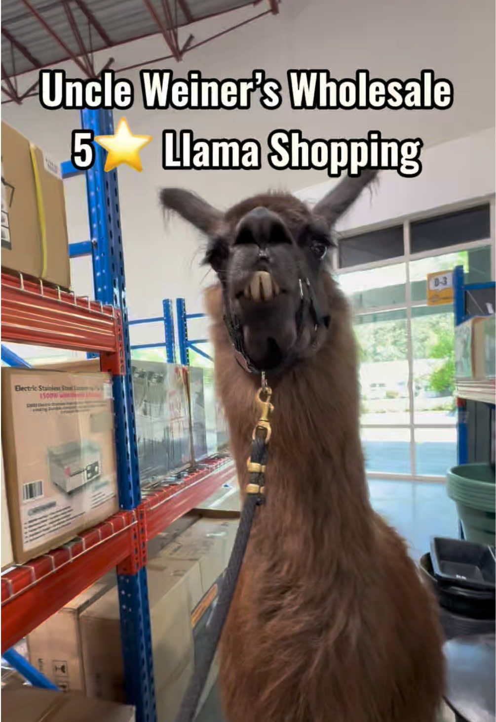 @The Llama Company