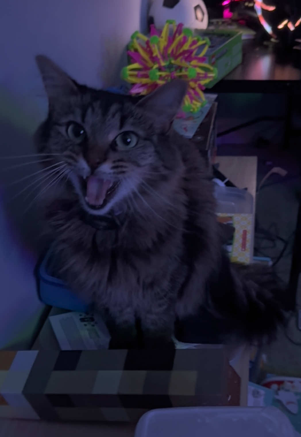@RoxySnowballCatDrama