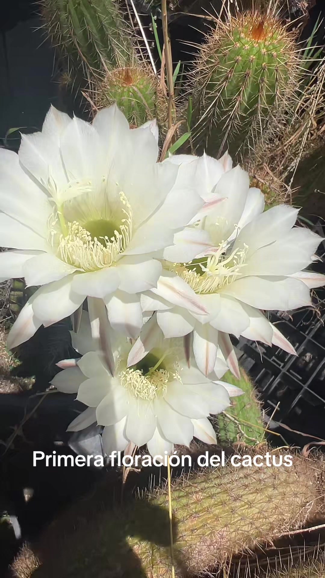 @Maria succulents 🕊️🐚