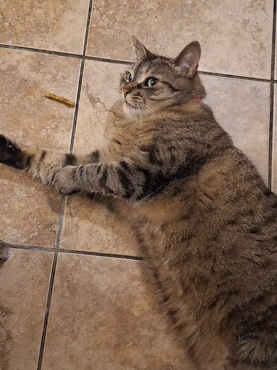 @Bellarda the cat