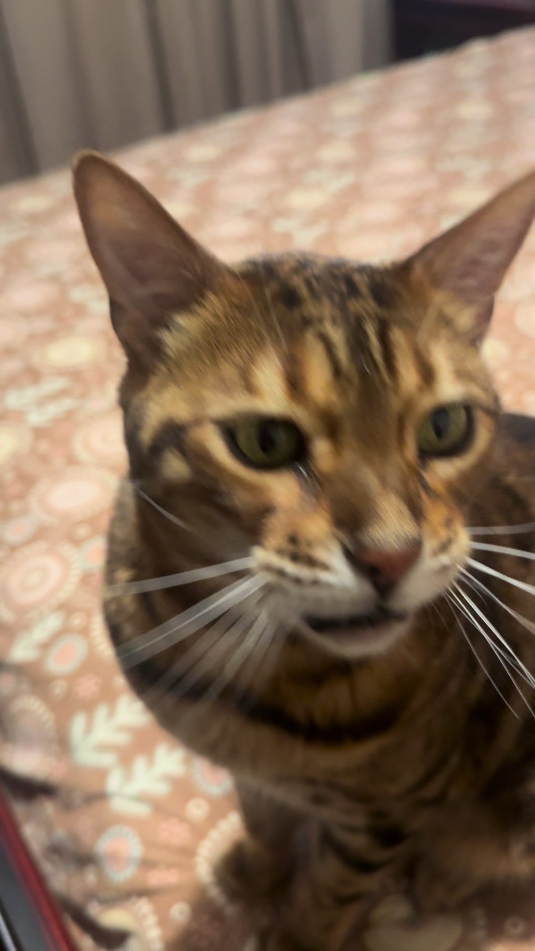 @TiggerthebrownBengal🇦🇺