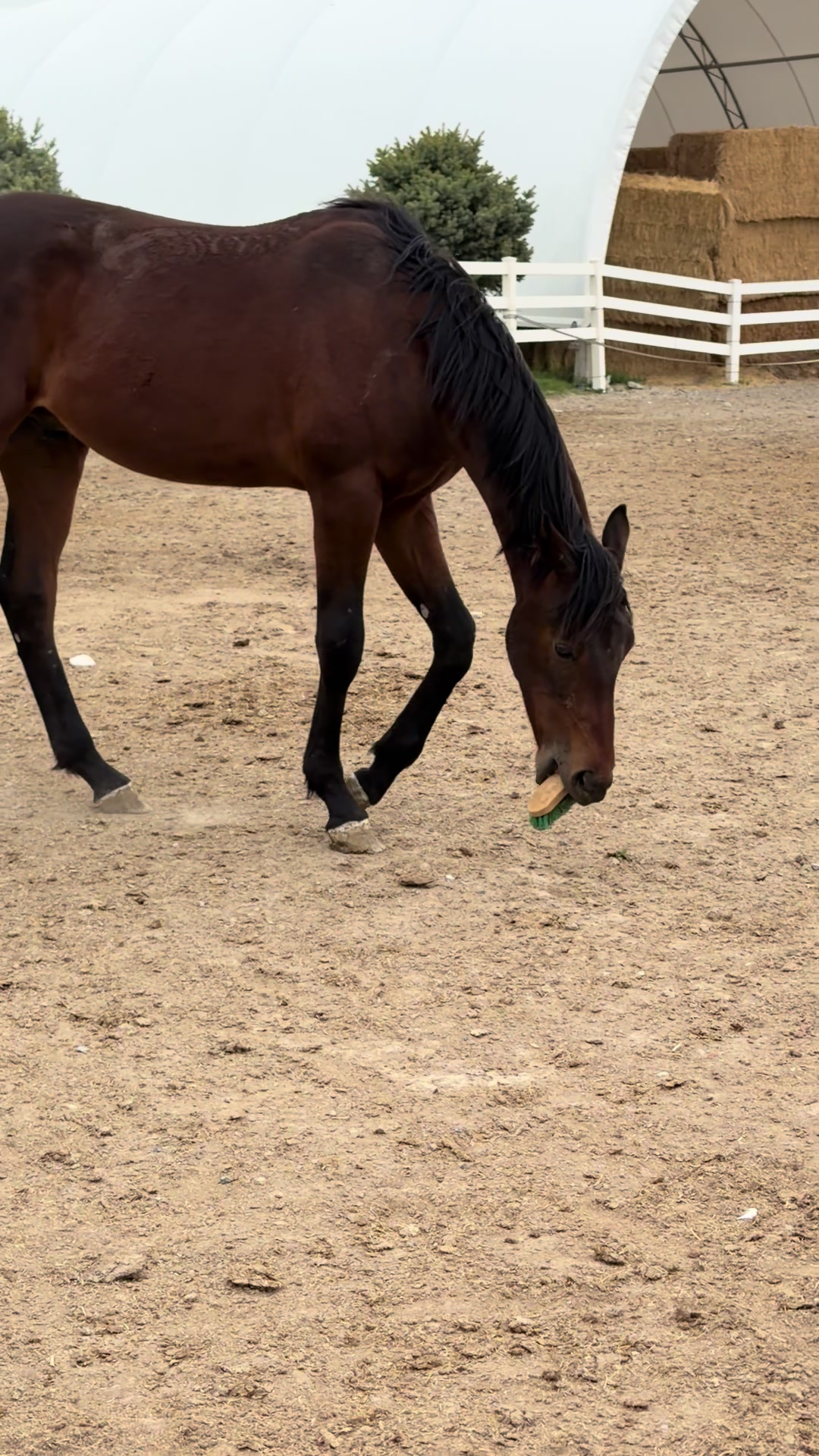 @horselife