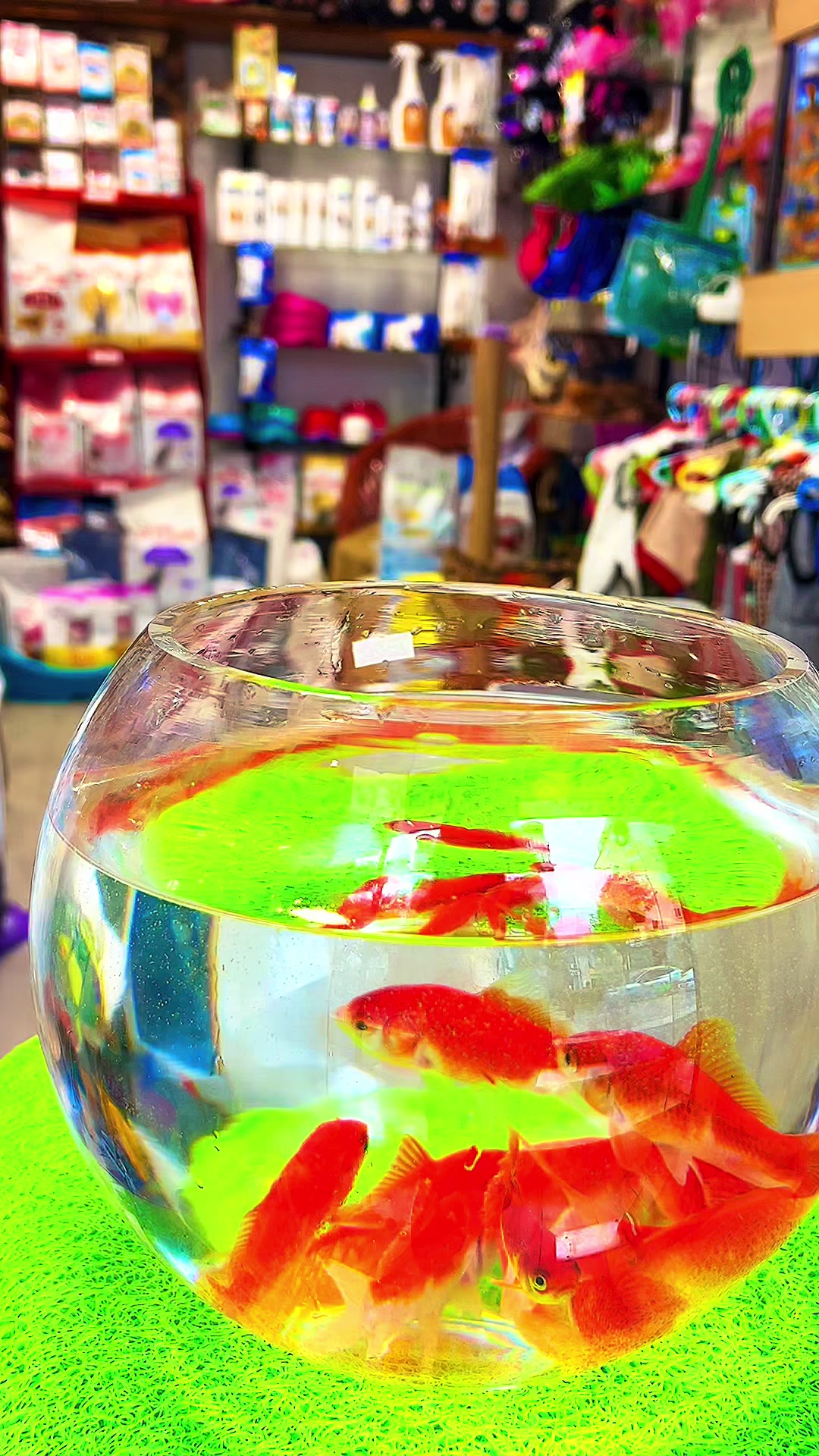 @PET SHOP KRISTI