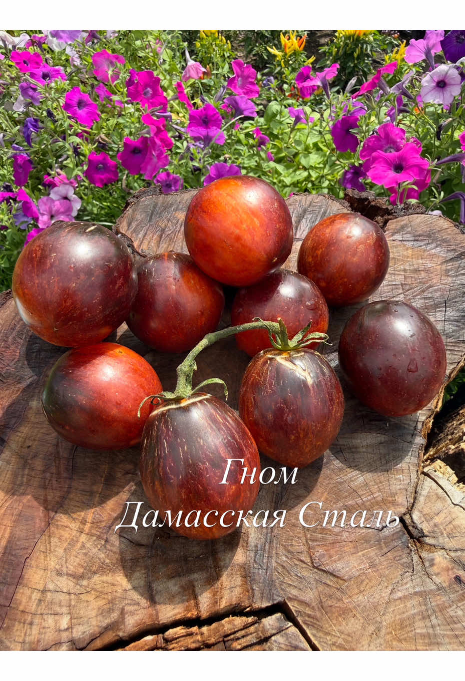 @tomat_po_lubvi