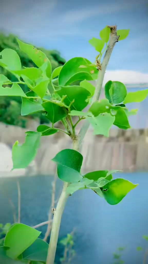 @kanpur dam 850💫💫