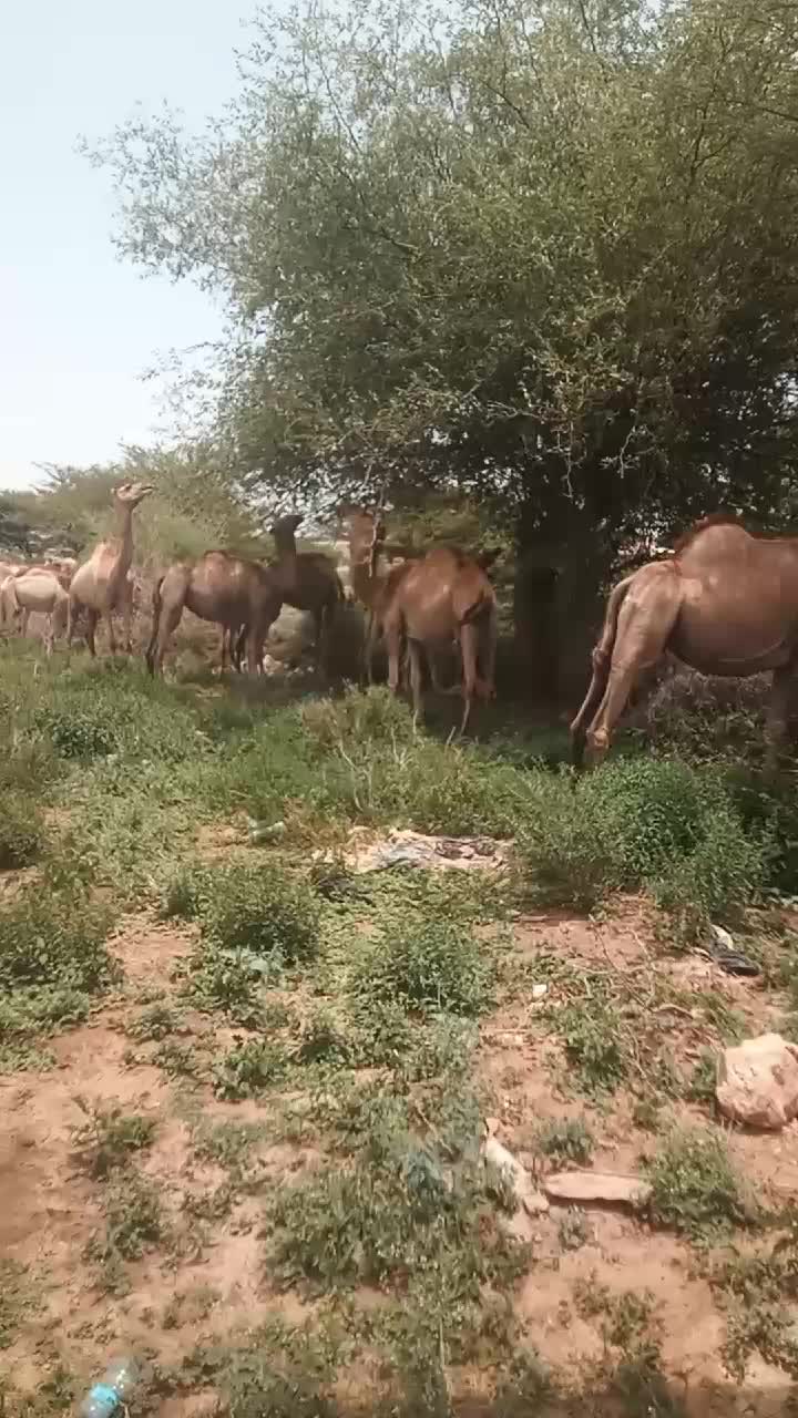 @abdi mahamed houssein