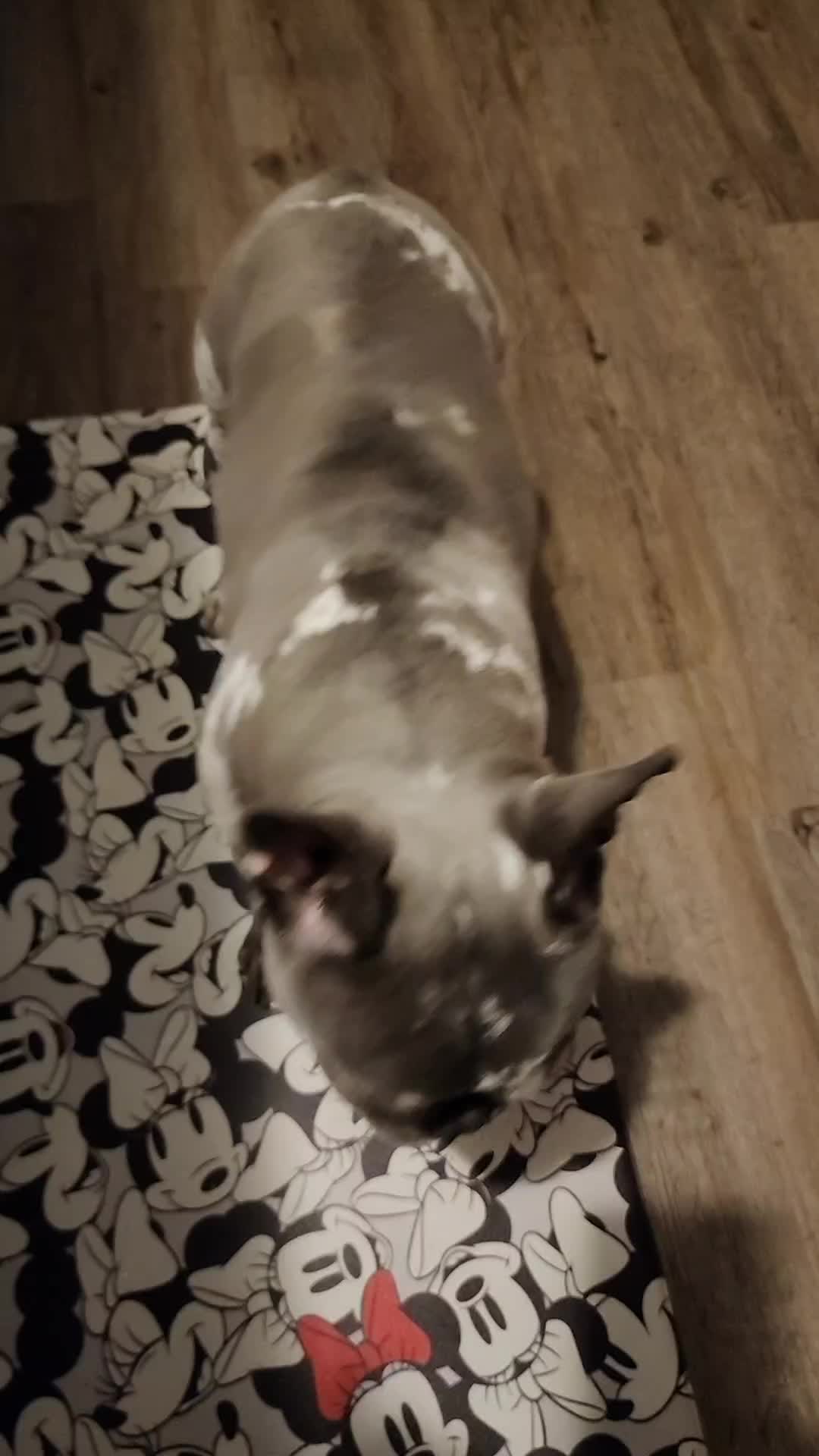 @Dexter207Frenchie