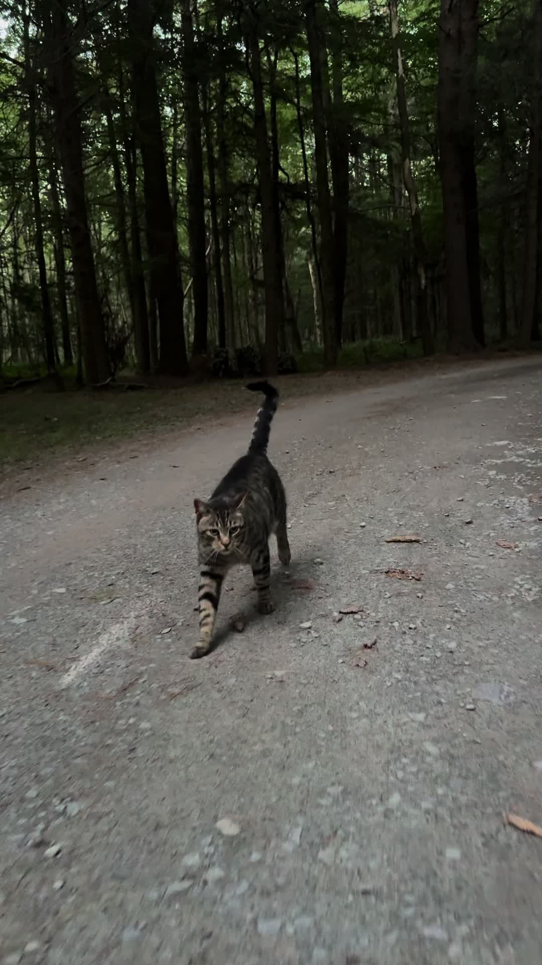 @Coby the Cat 🐾