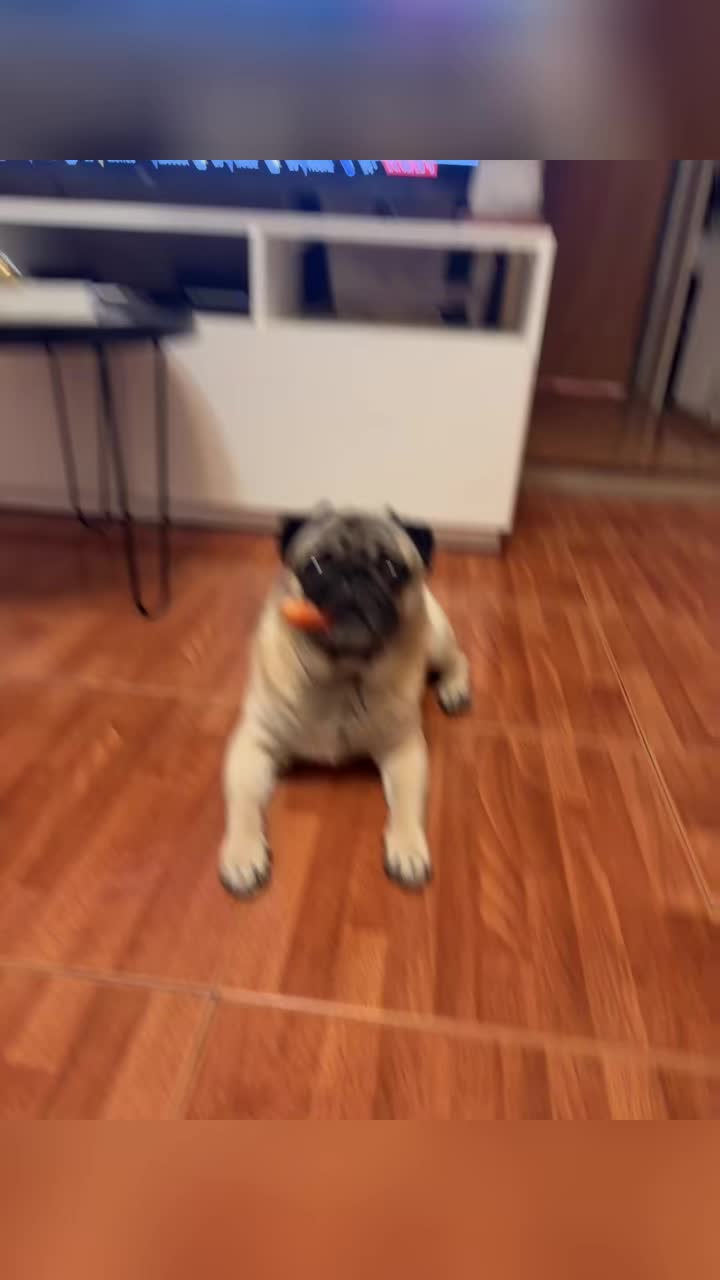 @Lolito pug carlino
