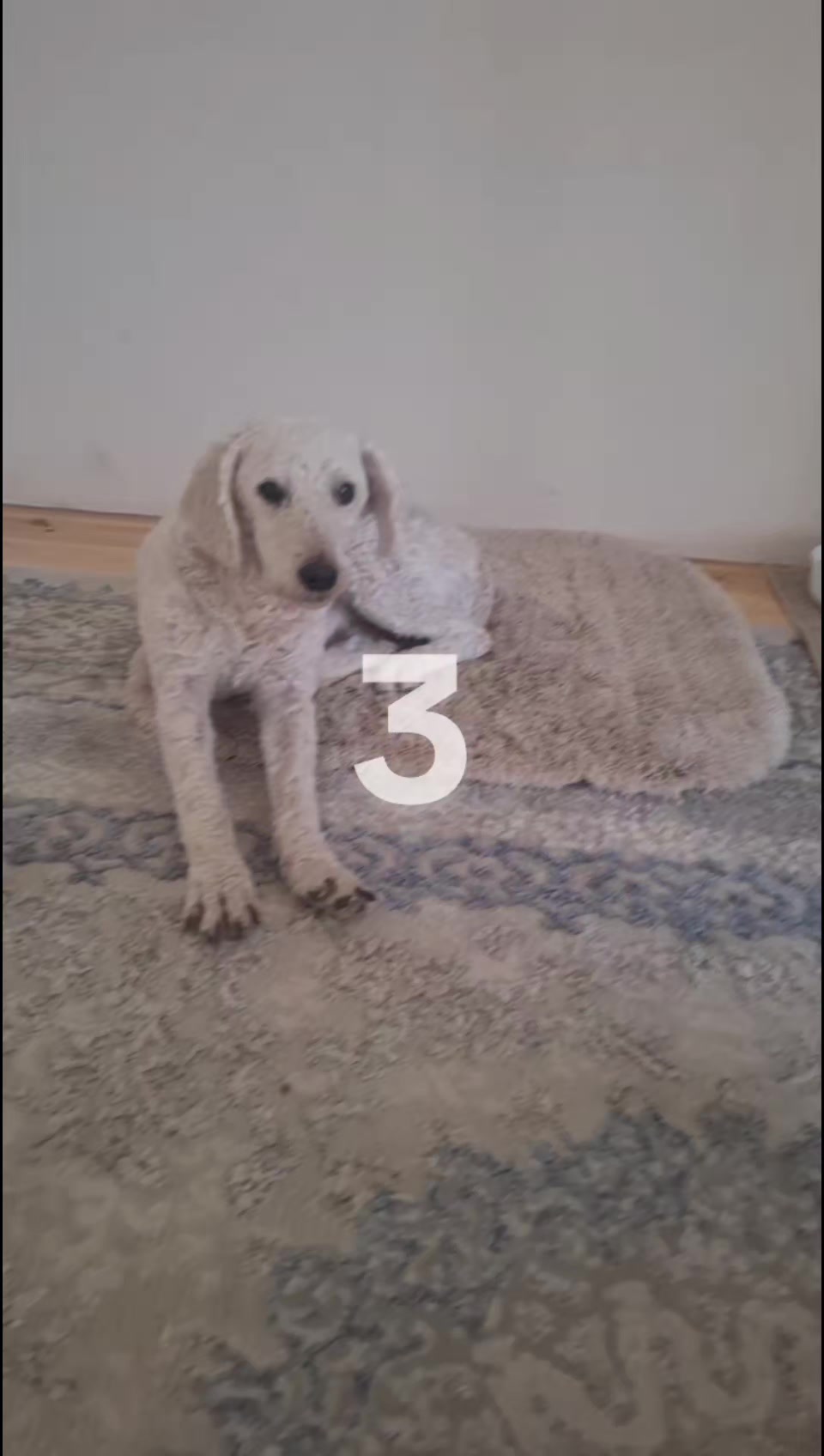 @Paşayev.İ