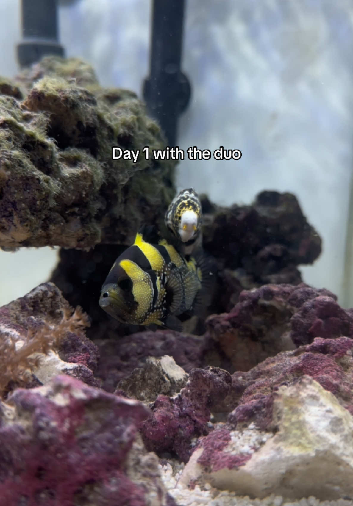 @ReefSync
