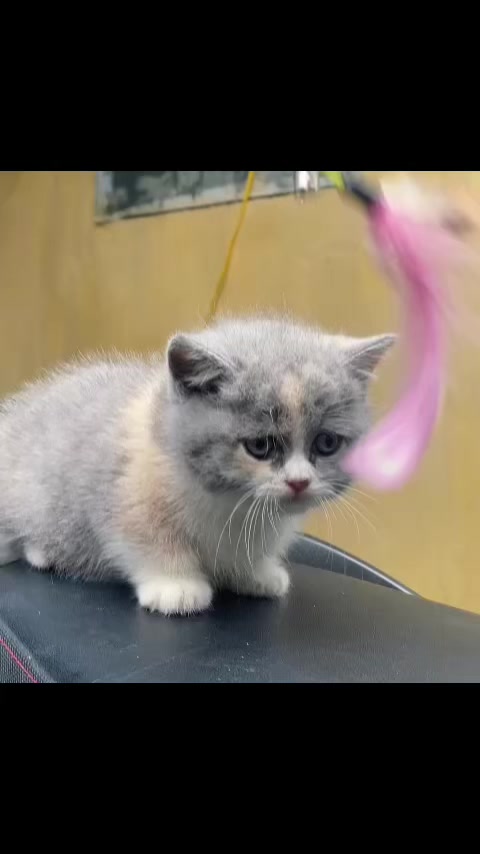 @fuyncats
