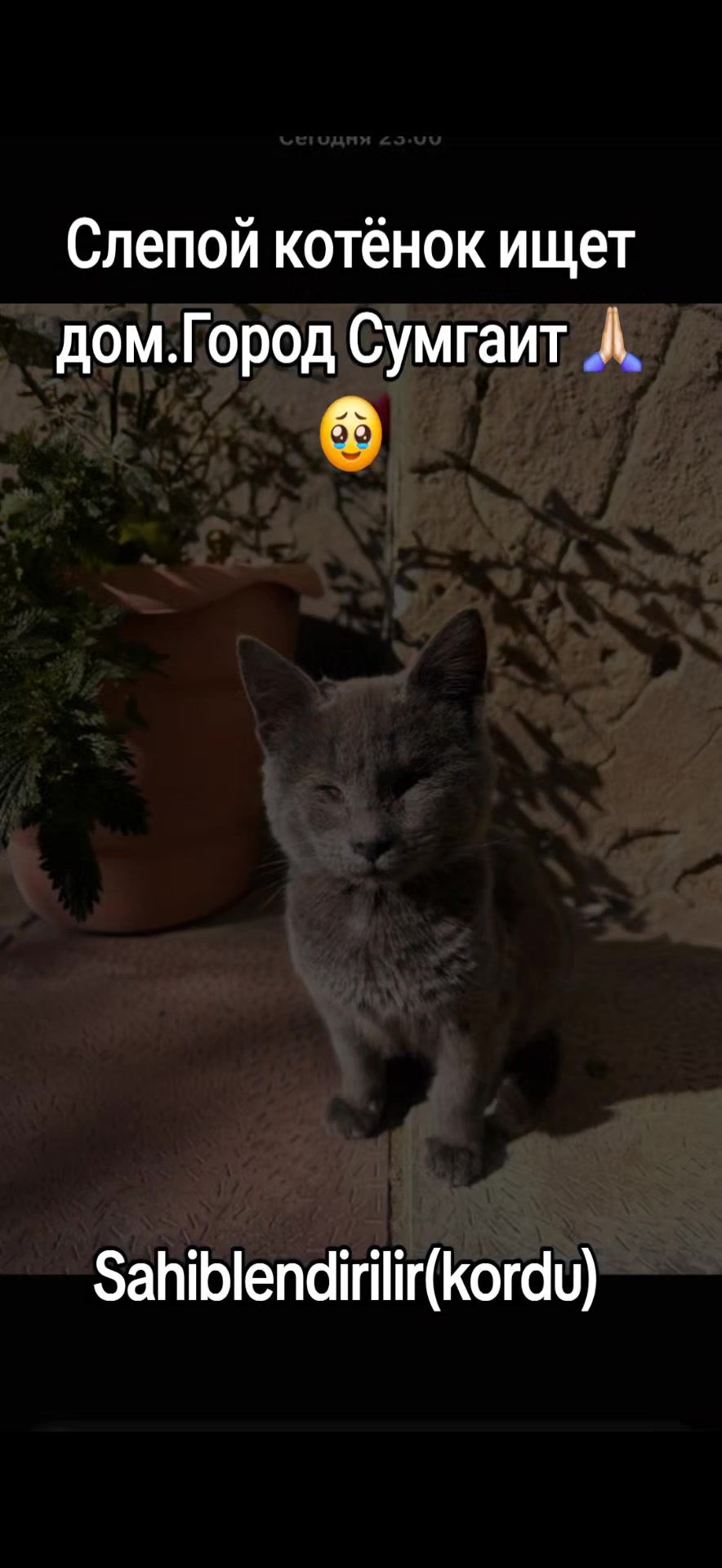 @👻little.Syuzzi👩🎤🐶