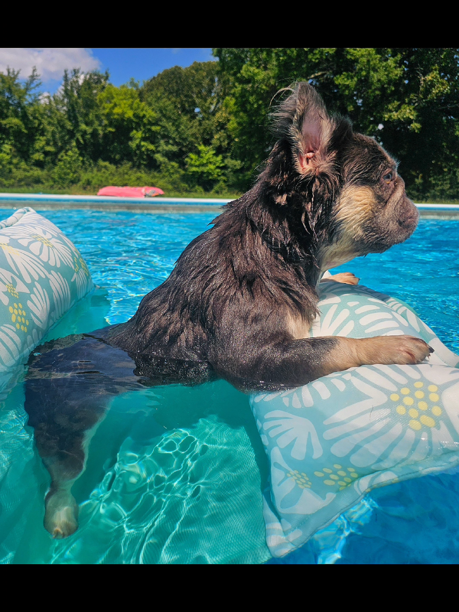 @Diamond State French Bulldogs