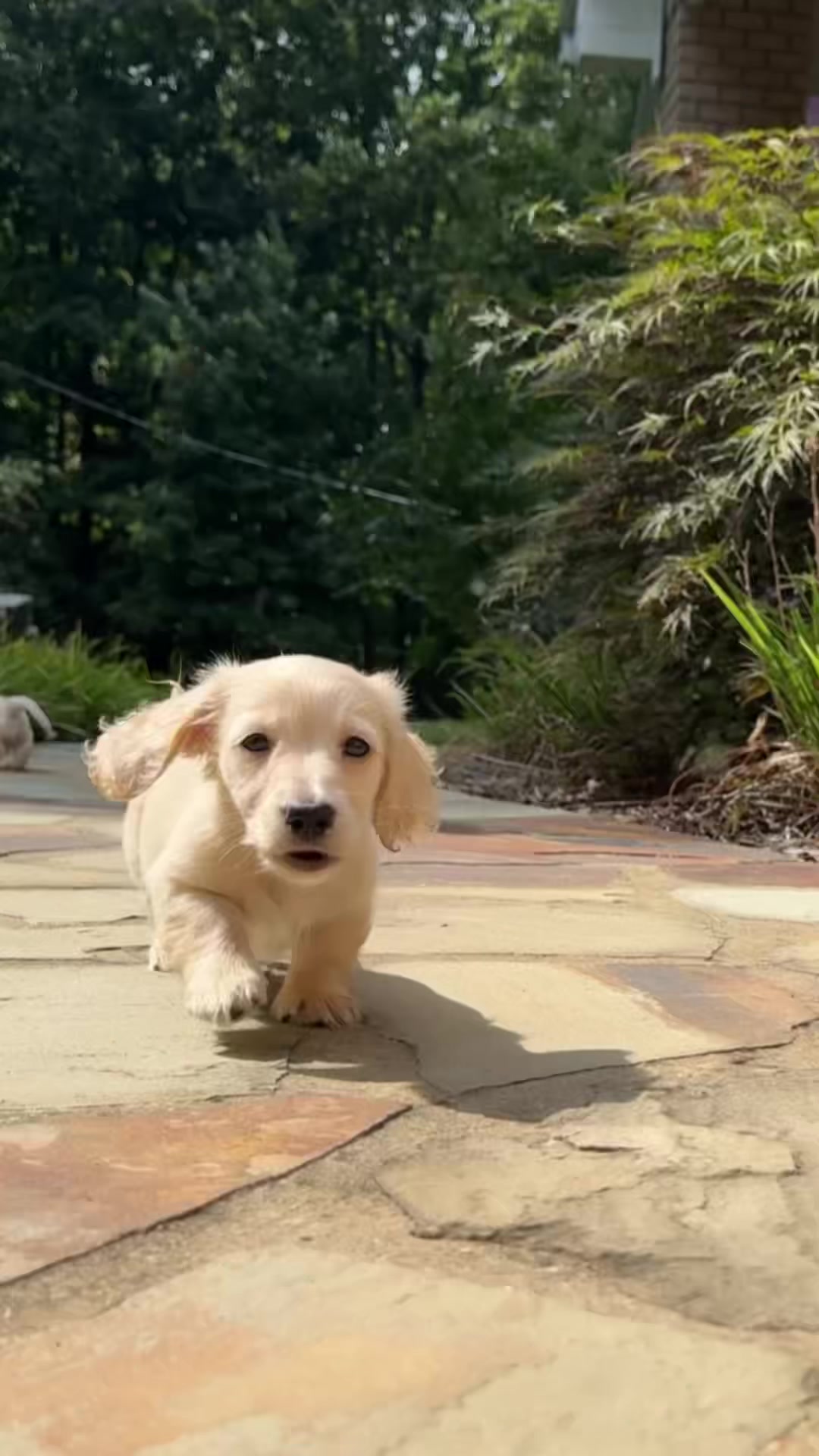 @Taylored Dachshunds