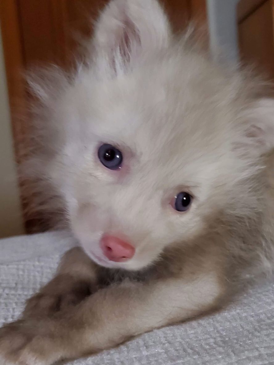 @saveafox