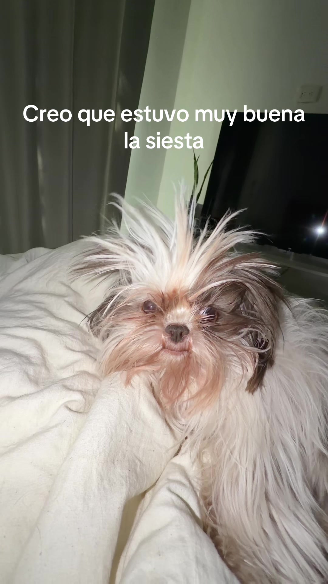 @anetharenas