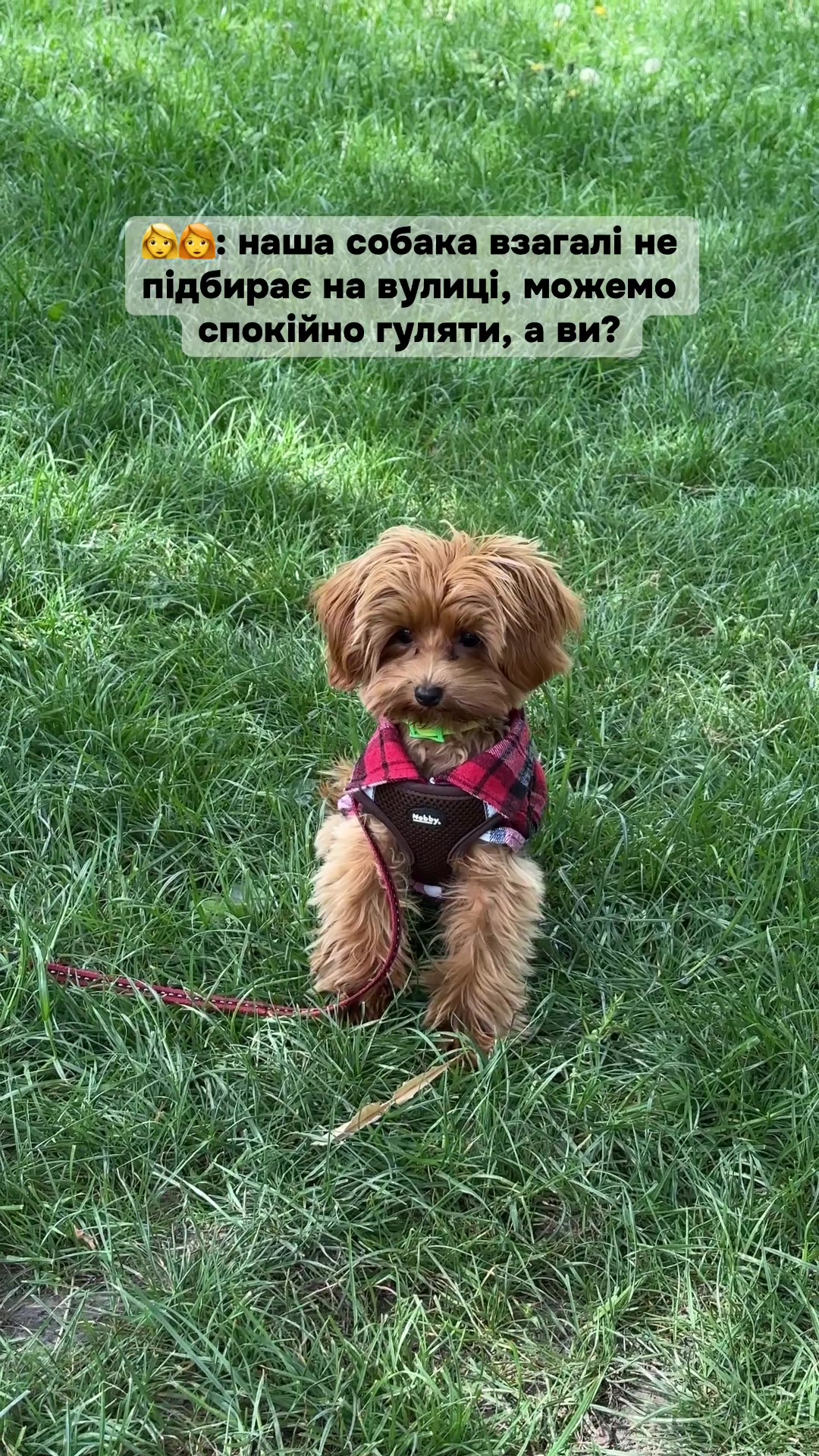 @Мальтипух Кіра