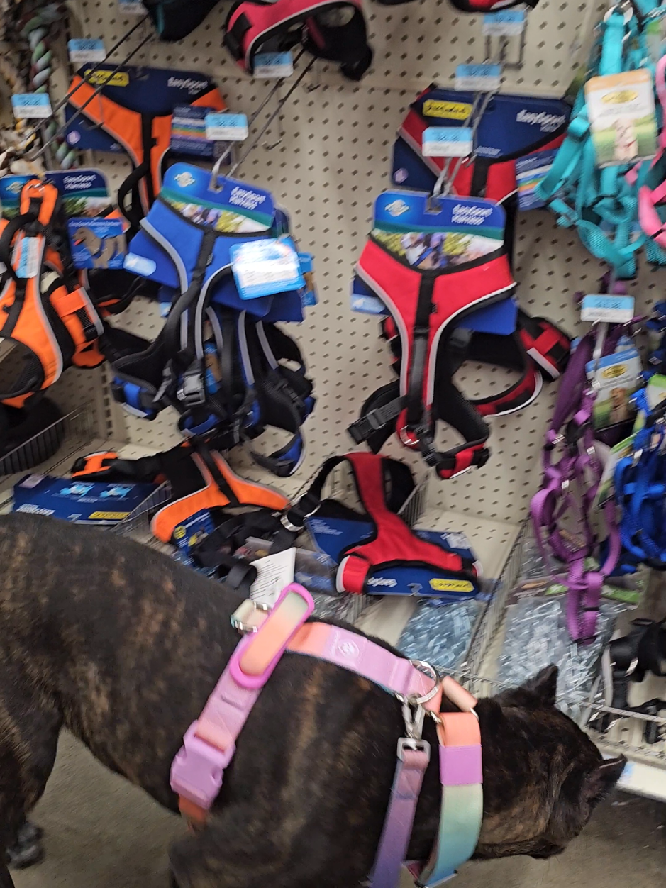 @SalmonCreekCaneCorso