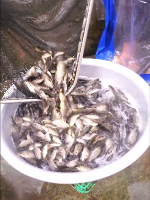 @Trại Cá Giống Quang Lâm