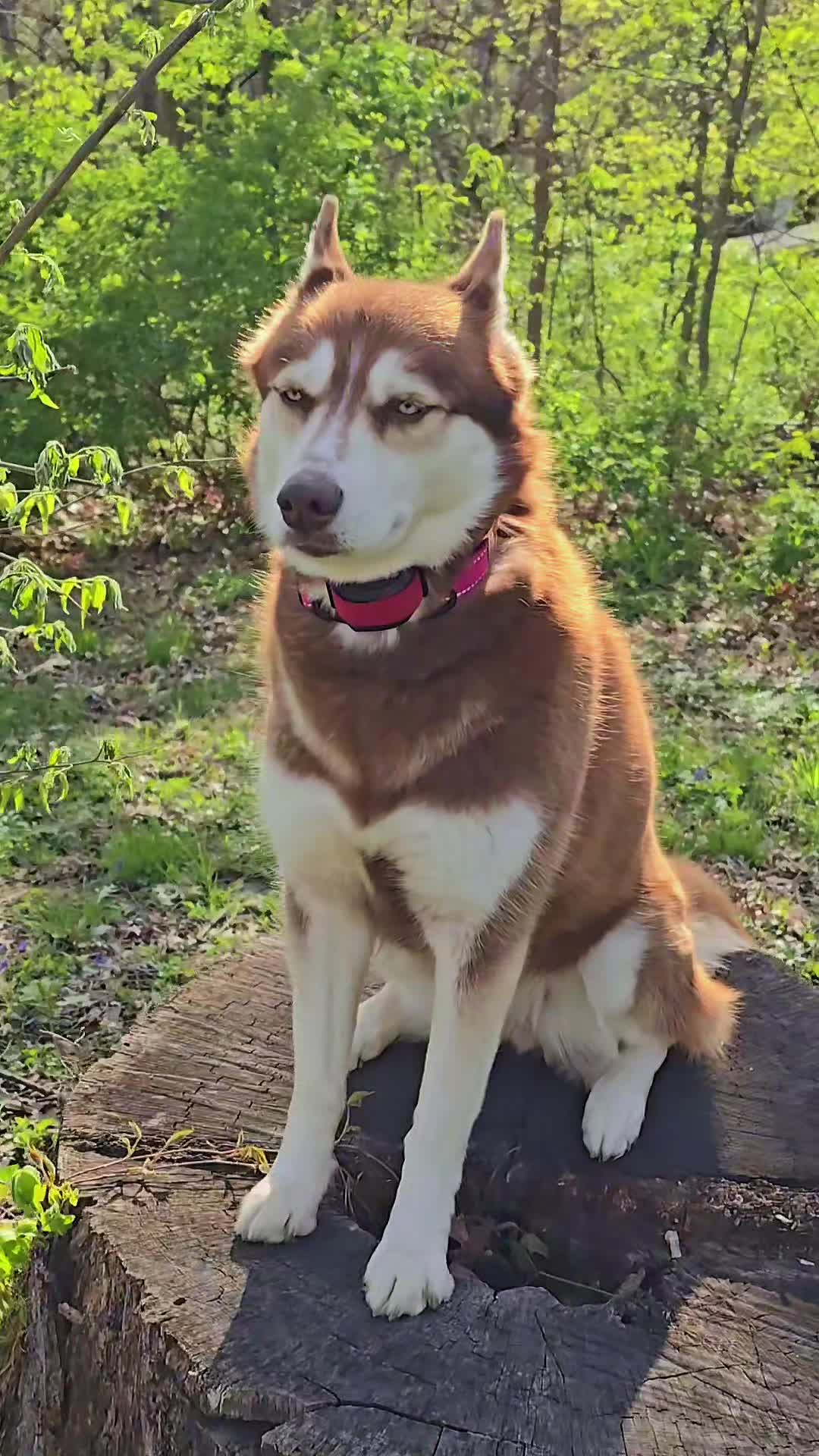 @Diane | Huskies-Jack & Jill