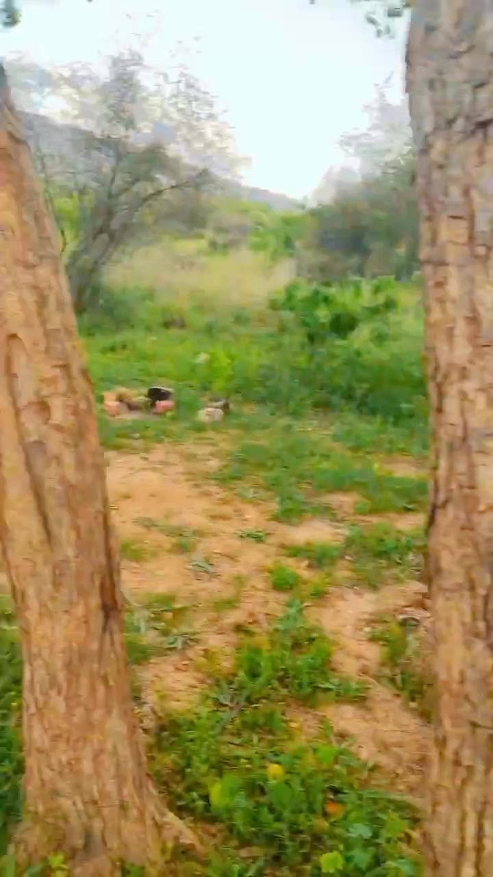 @SHAHZADA🦁🤚