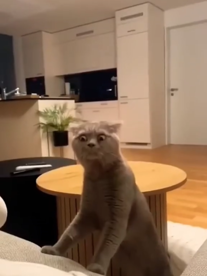 @Random Cat Stuff