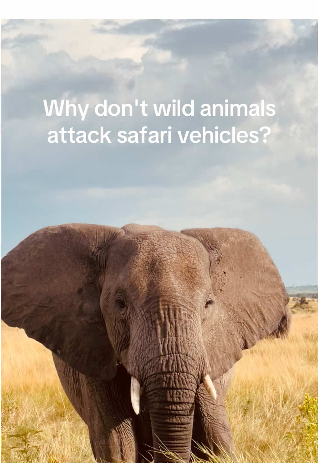 @Tanzania Safari Experience