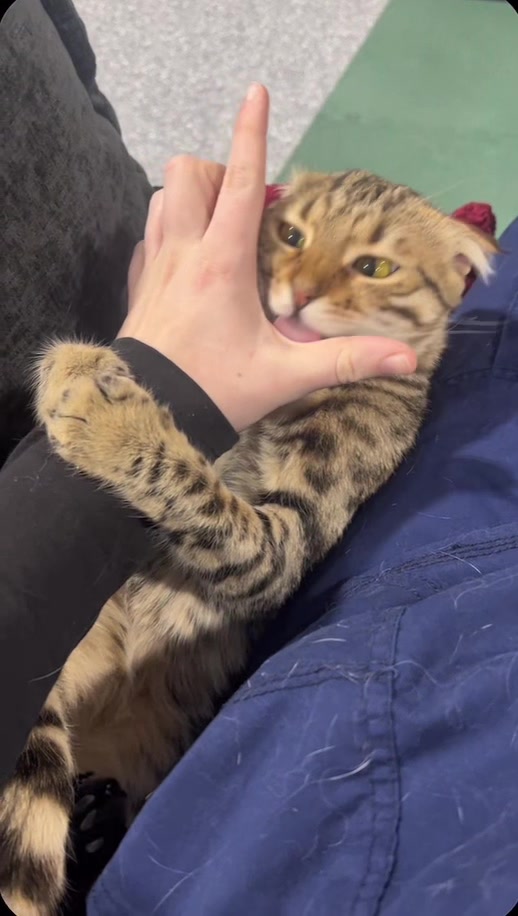 @The Fur Seasons Feline Rescue