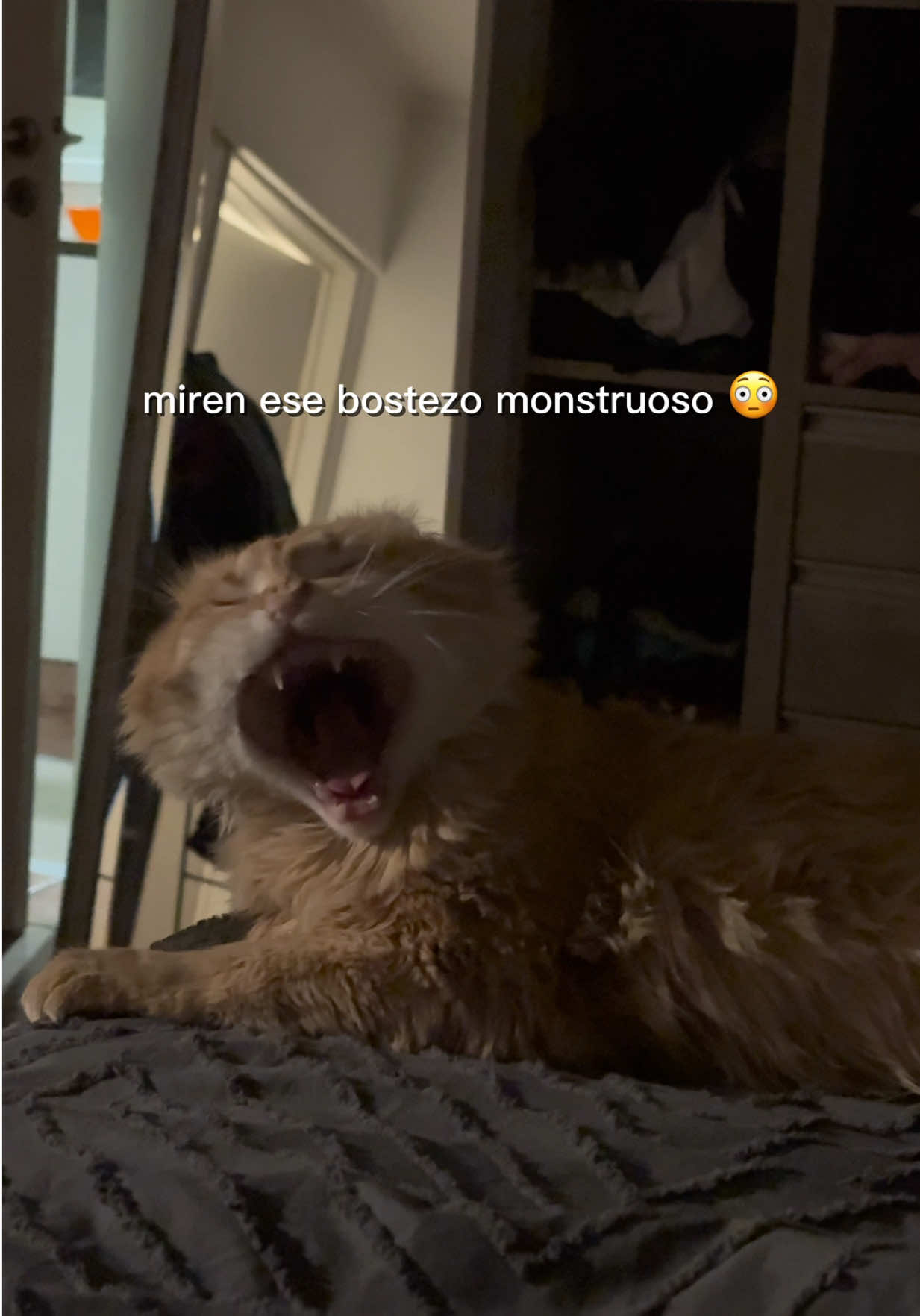 @Lucia Serenaa
