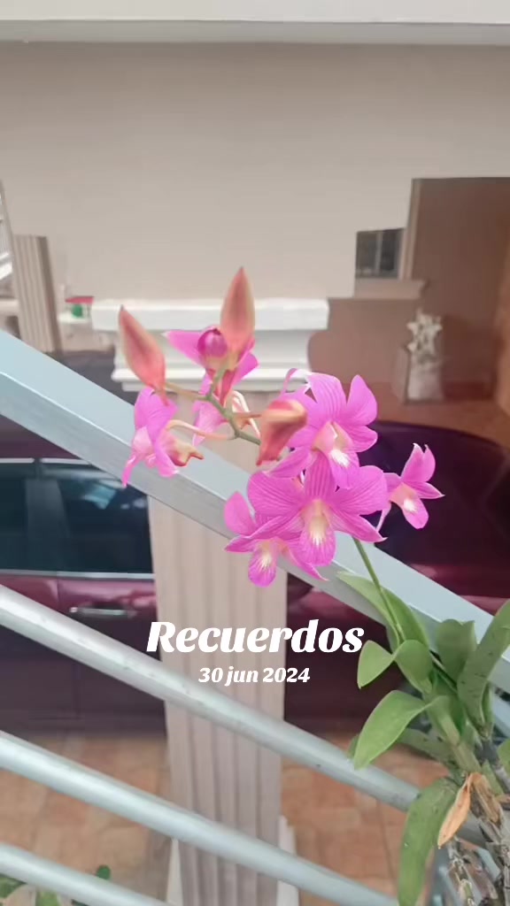 @Idelka García