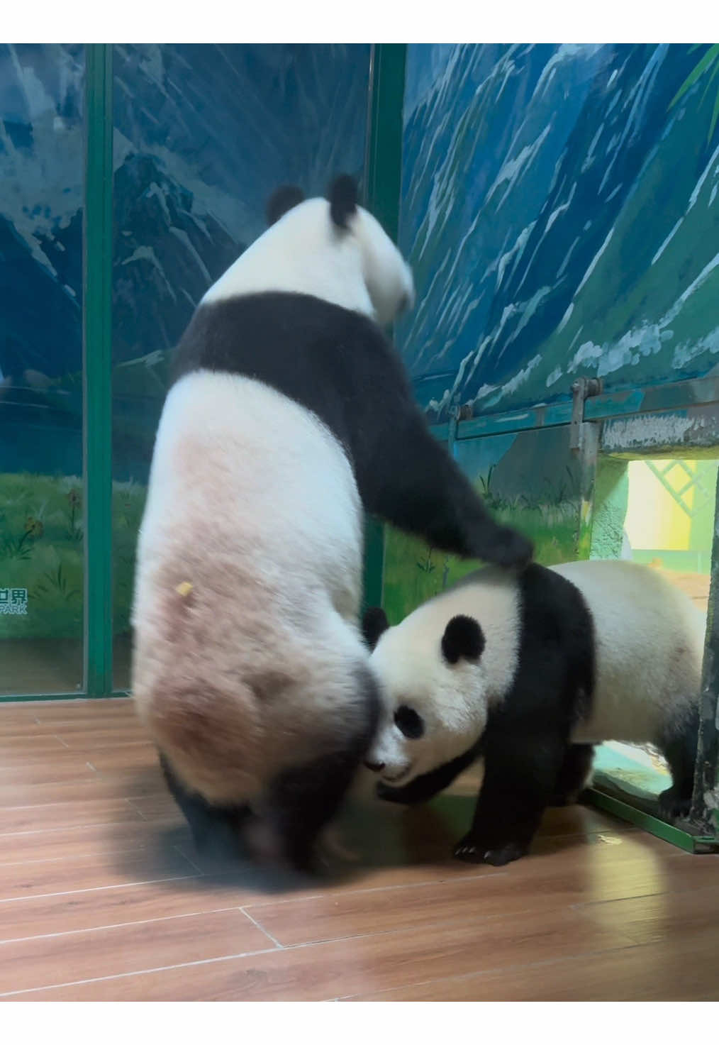 @熊猫妹珠🐼