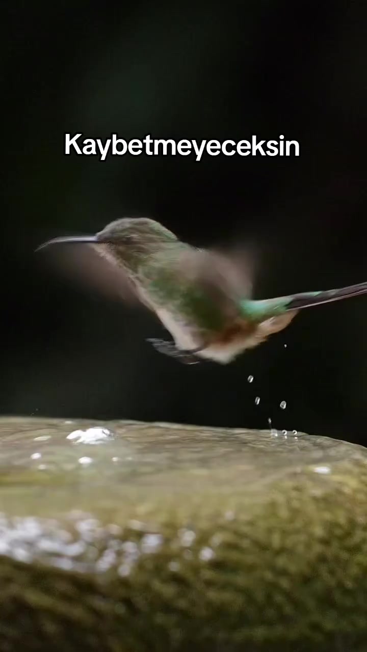@꧁★✯͜͡ ᴇʟɪ̇ғ✯͜͡★꧂