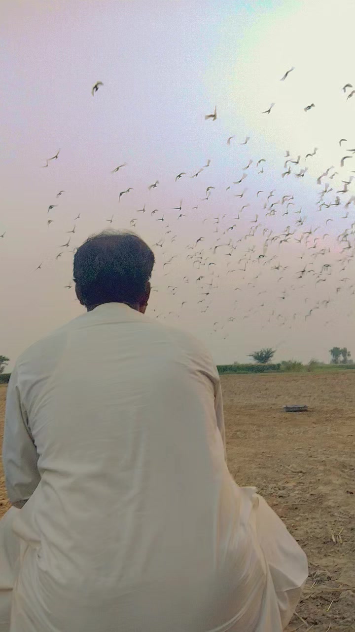 @عدیل رحمن لیہ وال کبوتر باز
