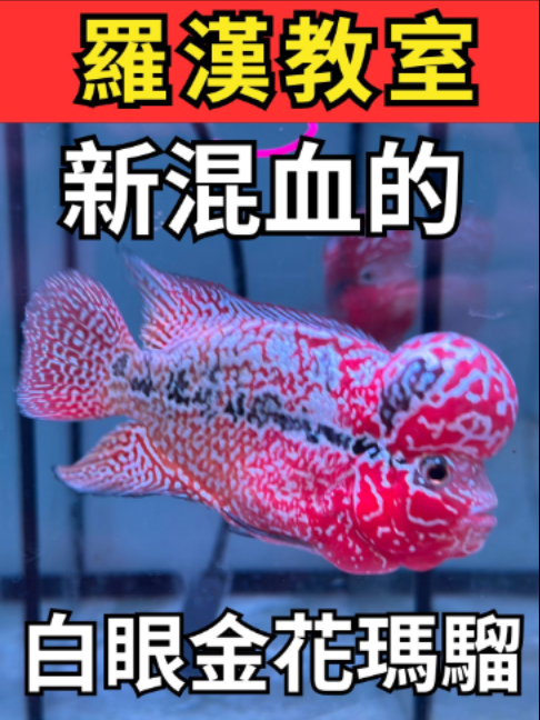 @招財魚水族精品