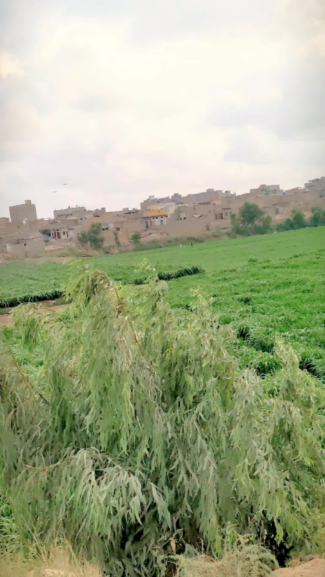 @𝐌𝐊🚩بنگش