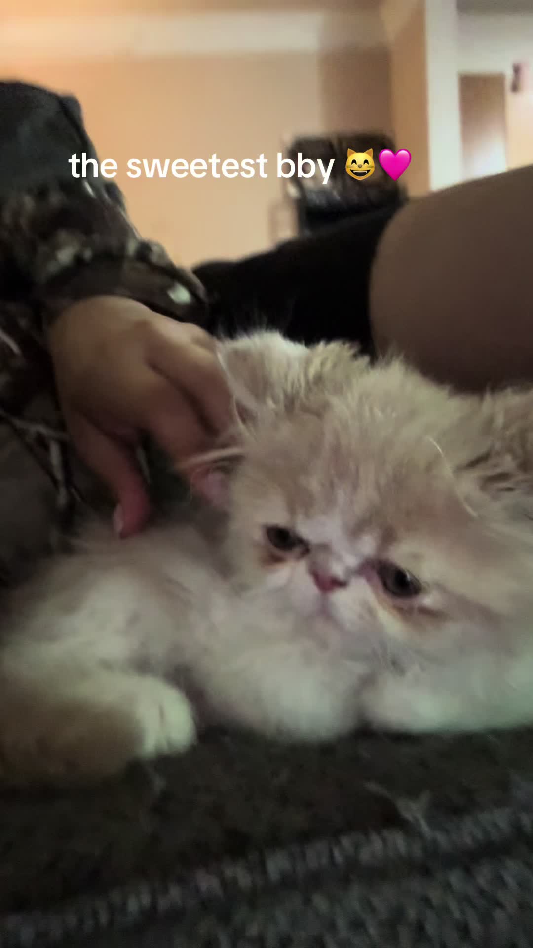 @henryetta.the.cat.lady