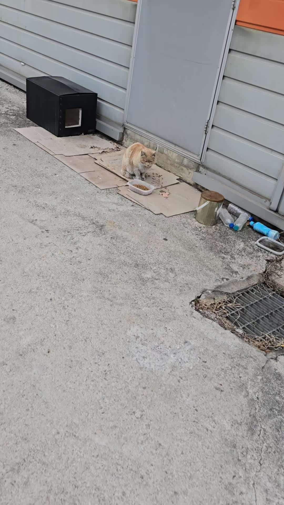 @고양이 형아